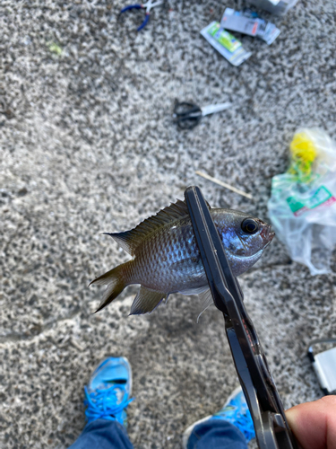 スズメダイの釣果