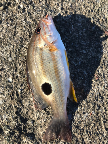 クロホシフエダイの釣果