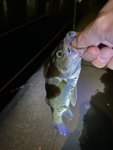 スズキの釣果