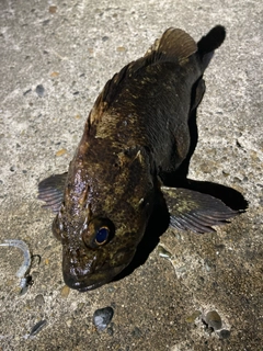 ムラソイの釣果