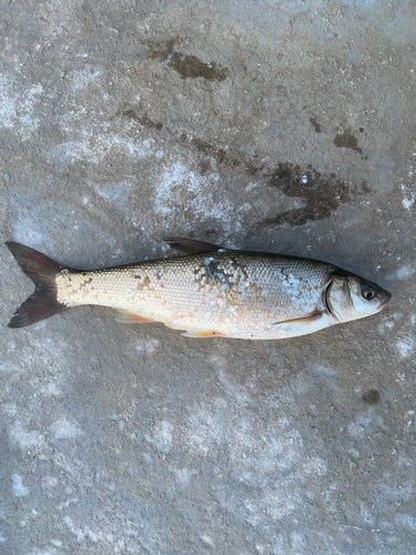 コノシロの釣果