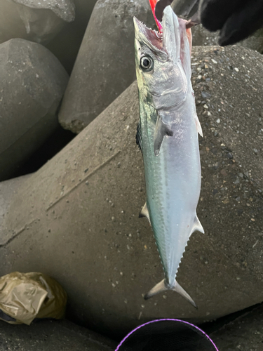 サゴシの釣果