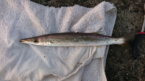 カマスの釣果