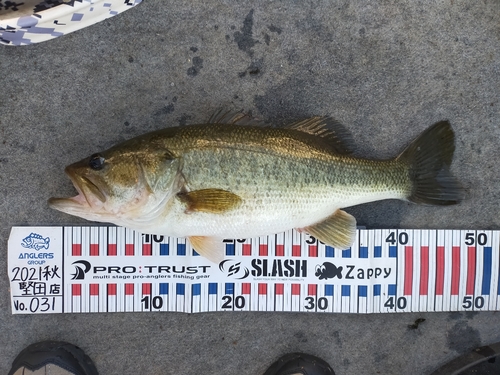 ブラックバスの釣果