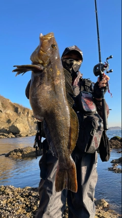 アイナメの釣果