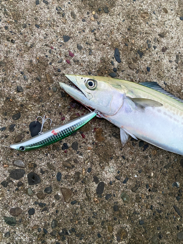 サゴシの釣果