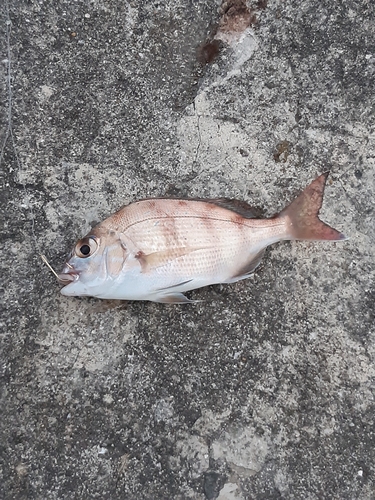 マダイの釣果