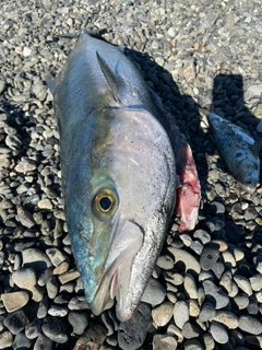 ブリの釣果