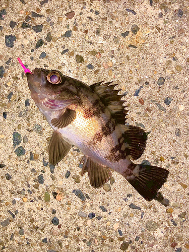 メバルの釣果