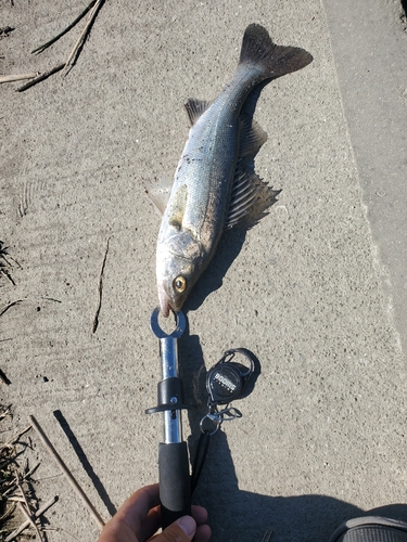 セイゴ（タイリクスズキ）の釣果