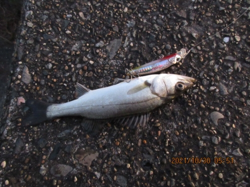 シーバスの釣果