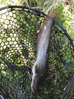 ナマズの釣果