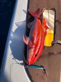 オキナヒメジの釣果