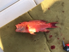 オジロバラハタの釣果