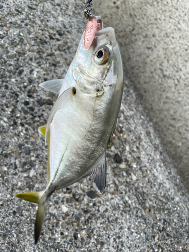 メッキの釣果