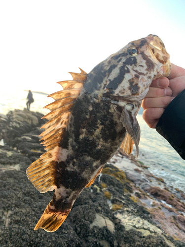 クロソイの釣果