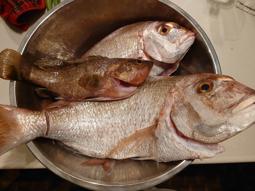 マダイの釣果