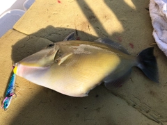 メガネハギの釣果