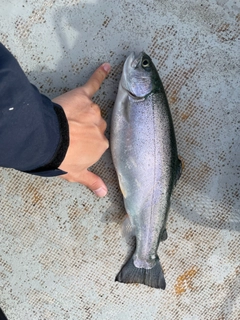 ニジマスの釣果