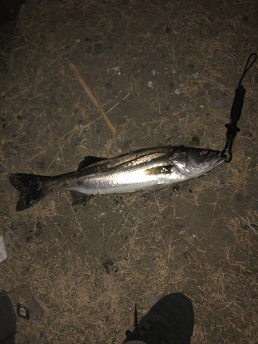 フッコ（マルスズキ）の釣果