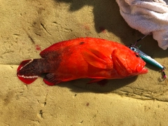 ニジハタの釣果