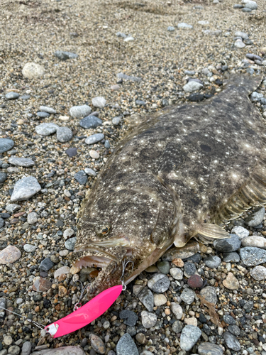 ヒラメの釣果