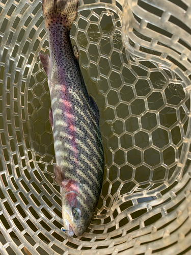 ニジマスの釣果