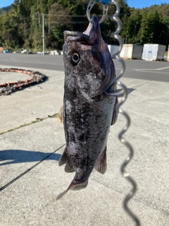 クロソイの釣果