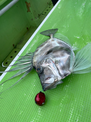 カガミダイの釣果