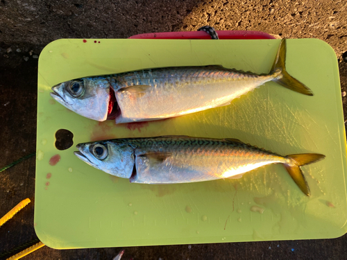 サバの釣果