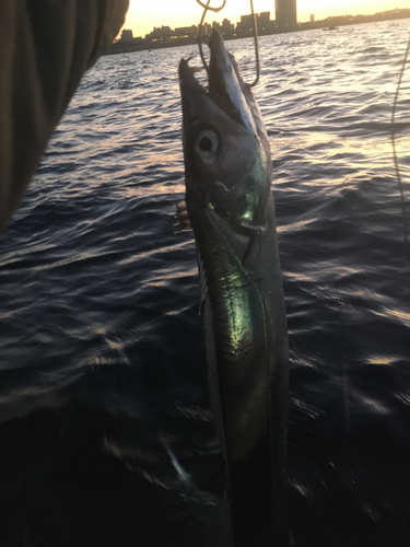 タチウオの釣果