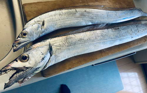 タチウオの釣果