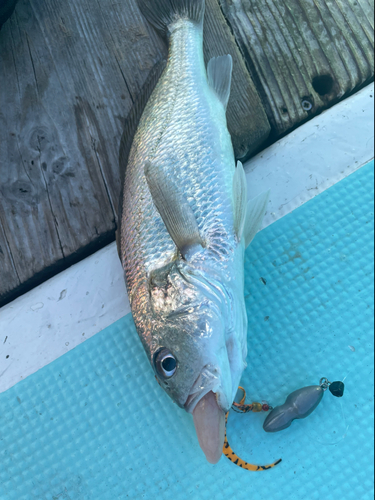 イシモチの釣果