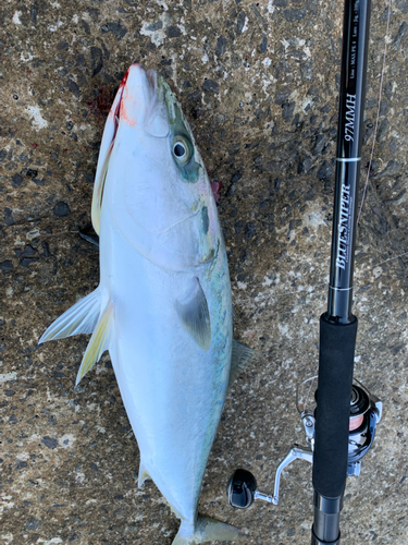 ハマチの釣果