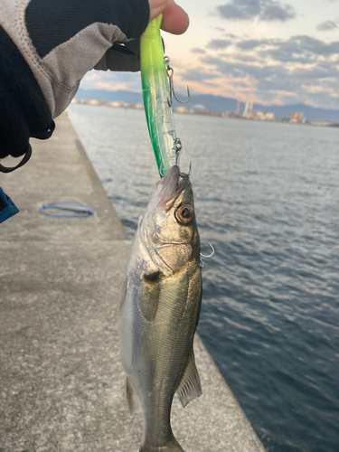 セイゴ（マルスズキ）の釣果