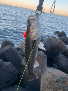 シーバスの釣果