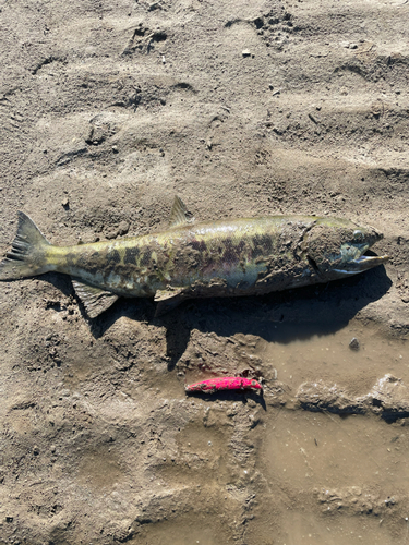 シロザケの釣果