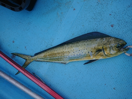 シイラの釣果