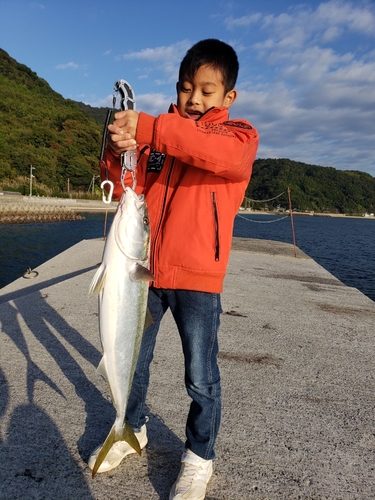 ハマチの釣果