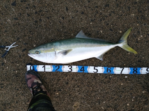 ブリの釣果