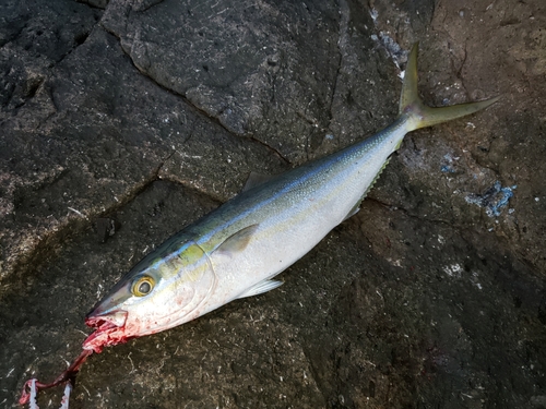 ツムブリの釣果