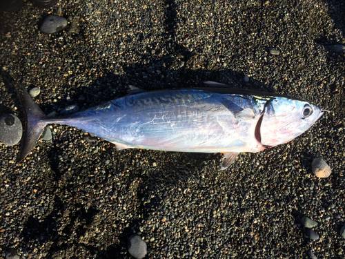 ソウダガツオの釣果