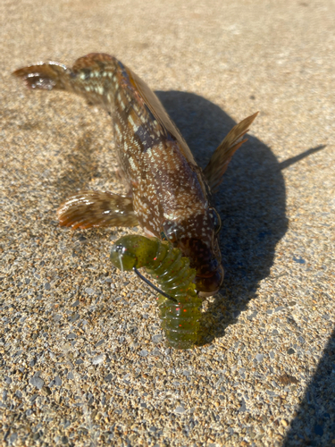 アイナメの釣果