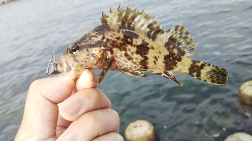 タケノコメバルの釣果