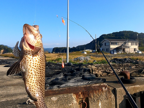 オオモンハタの釣果