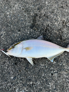 カンパチの釣果