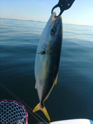 イナダの釣果