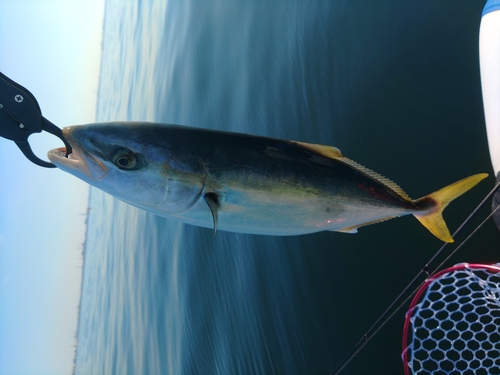 イナダの釣果