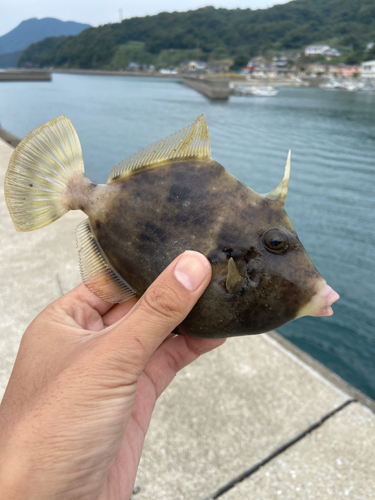 カワハギの釣果