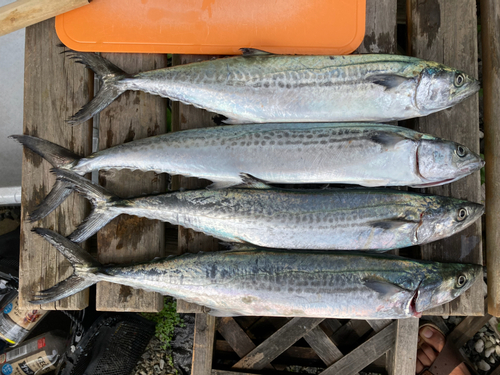 サゴシの釣果